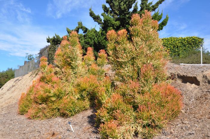 Euphorbia tirucalli 'Flame'