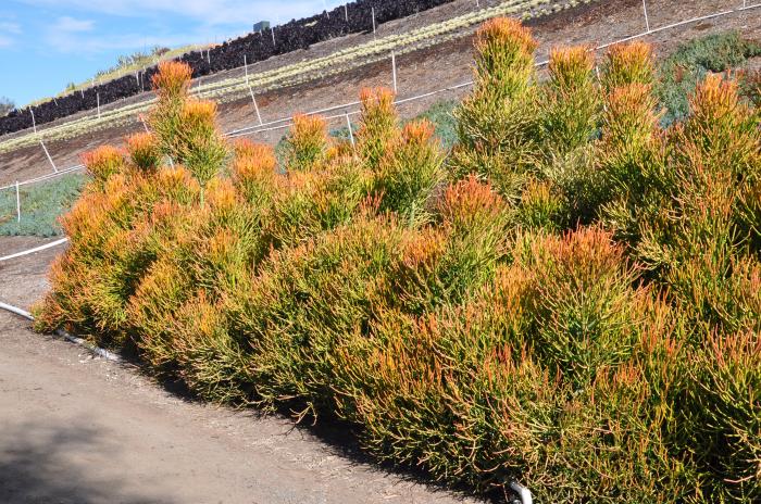 Plant photo of: Euphorbia tirucalli 'Flame'