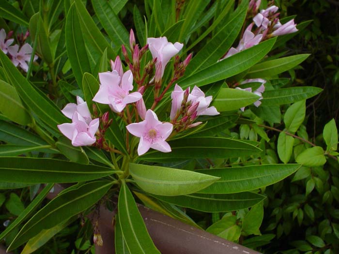 Nerium oleander 'Petite Pink'