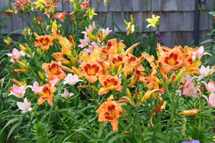 Hemerocallis hybrids