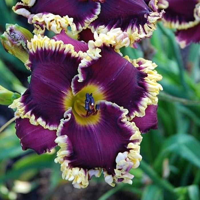 Plant photo of: Hemerocallis hybrids