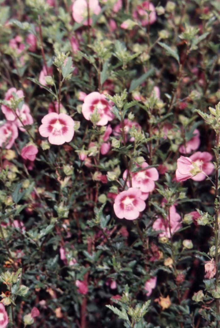 Plant photo of: Anisodontea X hypomandarum