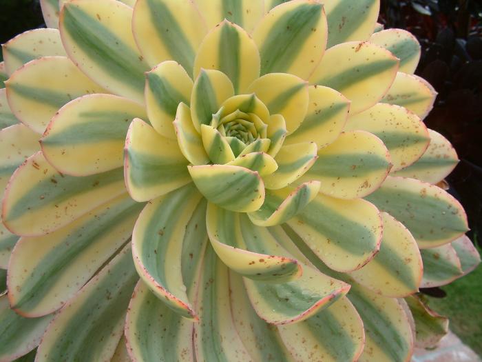 Plant photo of: Aeonium haworthii 'Sunburst'