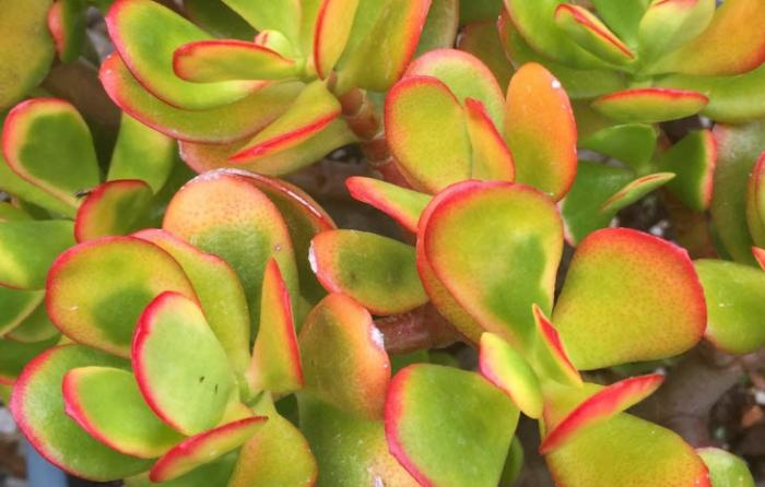 Plant photo of: Crassula argentea 'Sunset'
