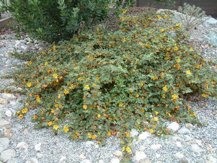 Fremontodendron decumbens hybrid
