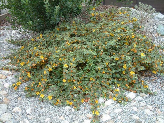 Plant photo of: Fremontodendron decumbens hybrid