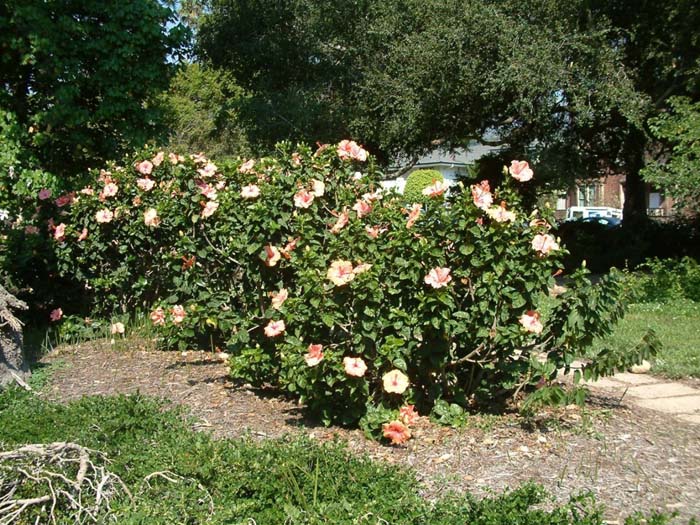 Hibiscus rosa-sinensis