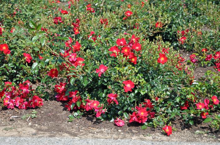 Rosa Ground Cover varieties