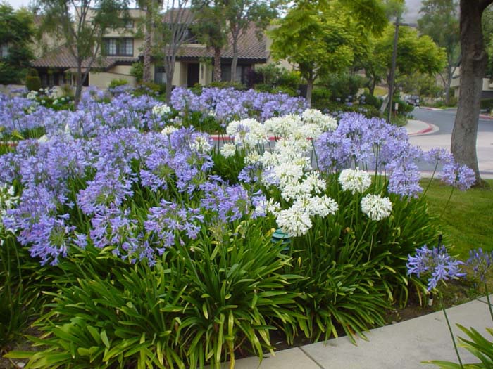 Plant photo of: Agapanthus praecox ssp.orientalis