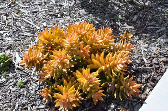 Sedum nussbaumeranian