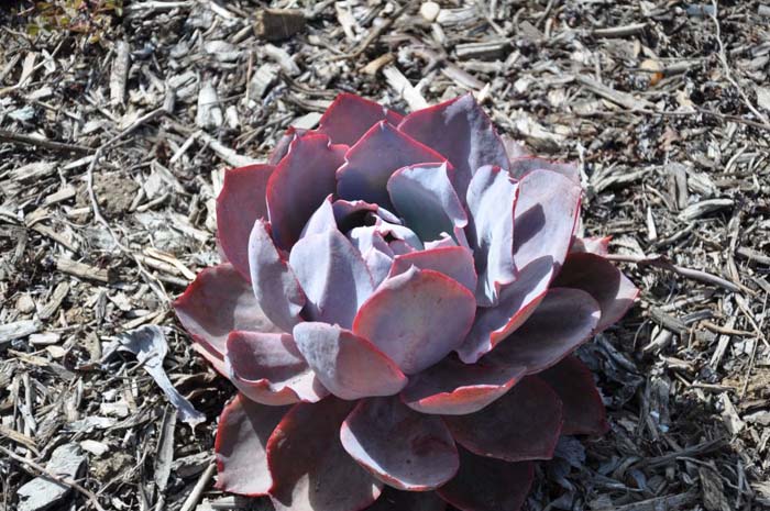 Echeveria 'Afterglow'