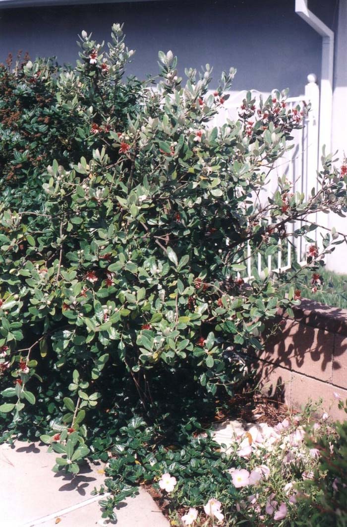 Rincon Strawberry Guava