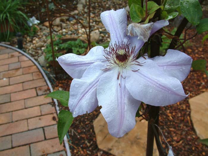 Plant photo of: Clematis montana 'Rubens'