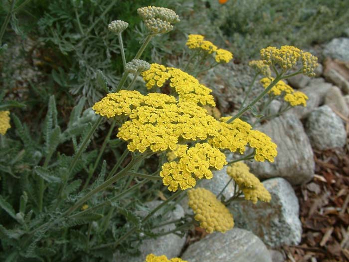 Achillea X taygetaea 'Moonshine'