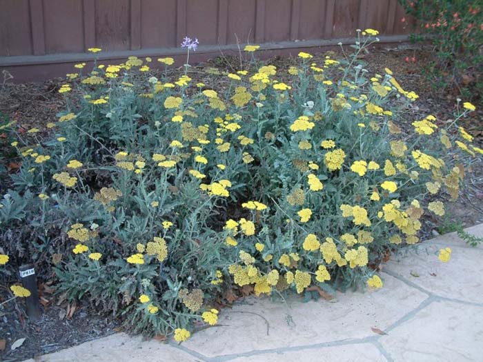 Plant photo of: Achillea X taygetaea 'Moonshine'