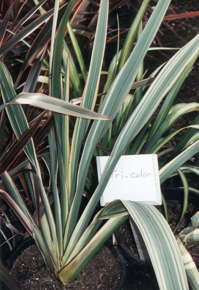 Phormium colensoi 'Tricolor'