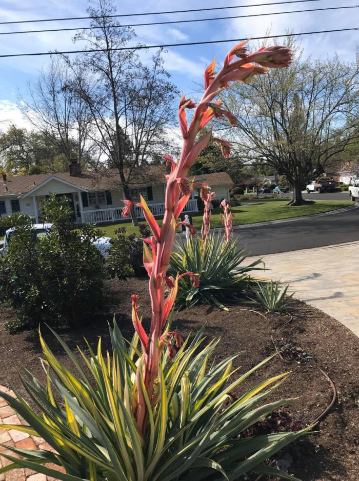 Beschorneria yuccoides 'Flamingo Glow'