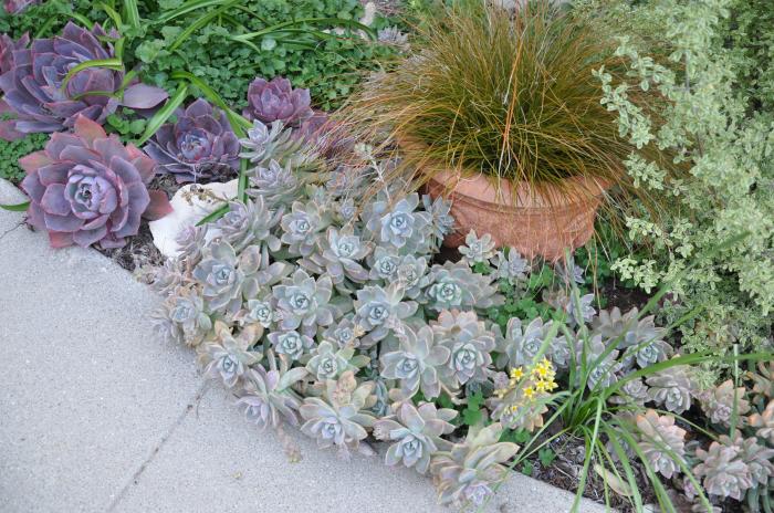 Plant photo of: Graptopetalum paraguayense