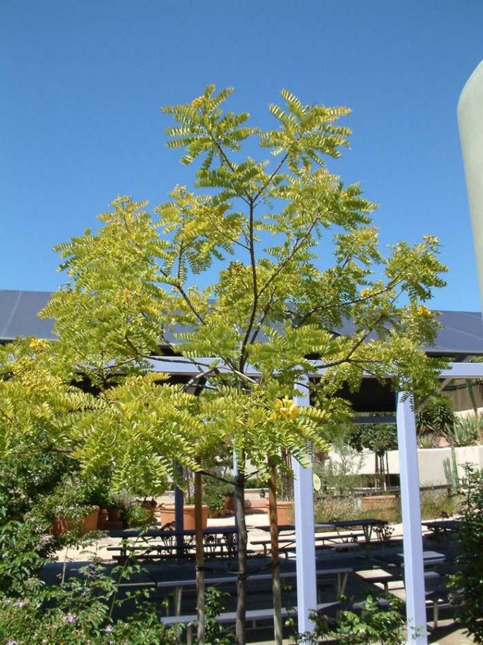 Cassia leptophylla