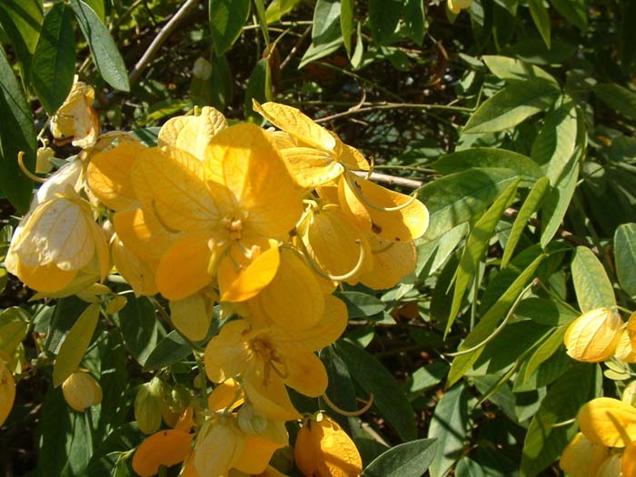 Plant photo of: Cassia leptophylla