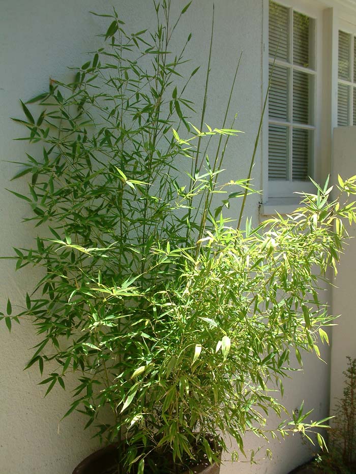 Bambusa mulitplex 'Golden Goddess'