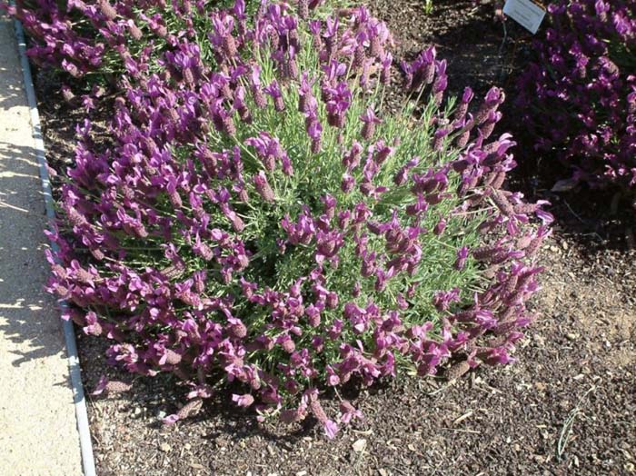 Lavandula stoechas 'Quasti'