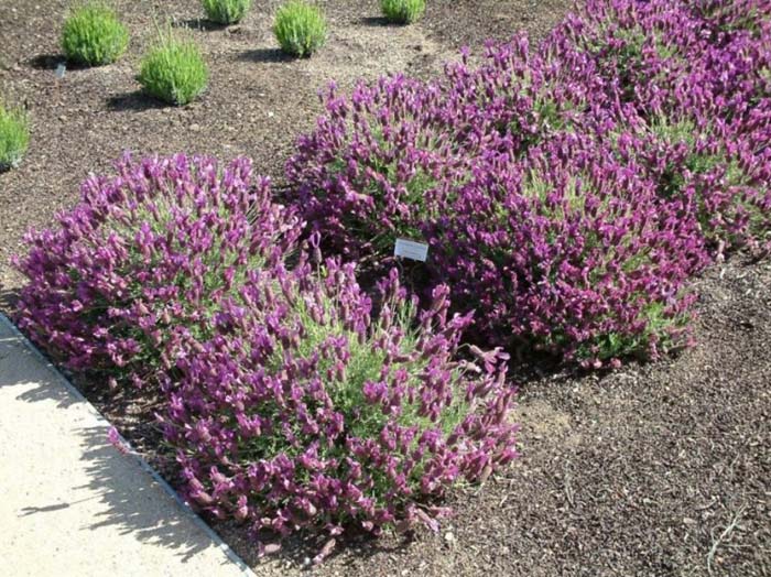 Plant photo of: Lavandula stoechas 'Quasti'