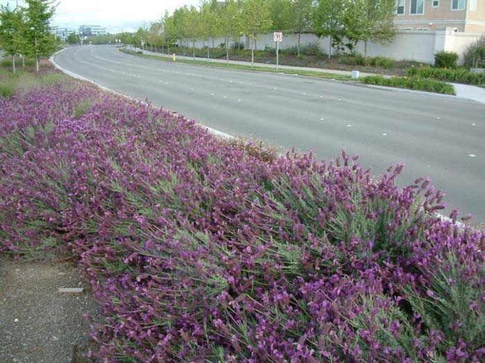 Plant photo of: Lavandula stoechas 'Quasti'