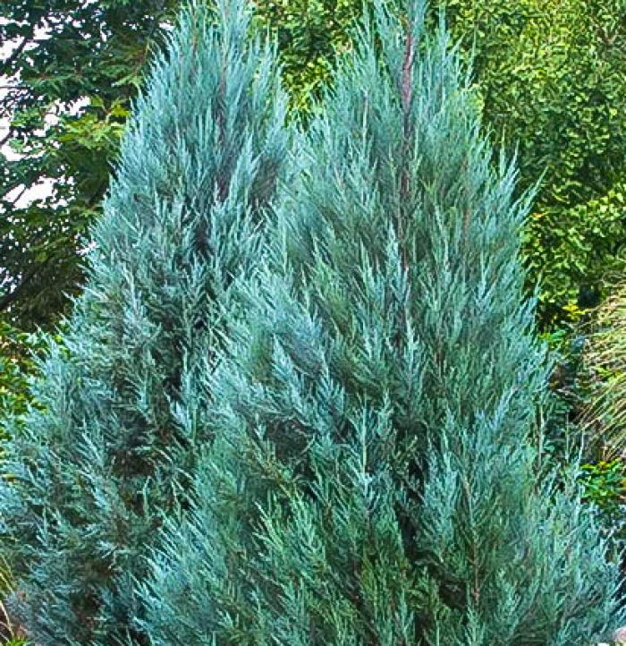 Juniperus chinensis 'Blue Point'