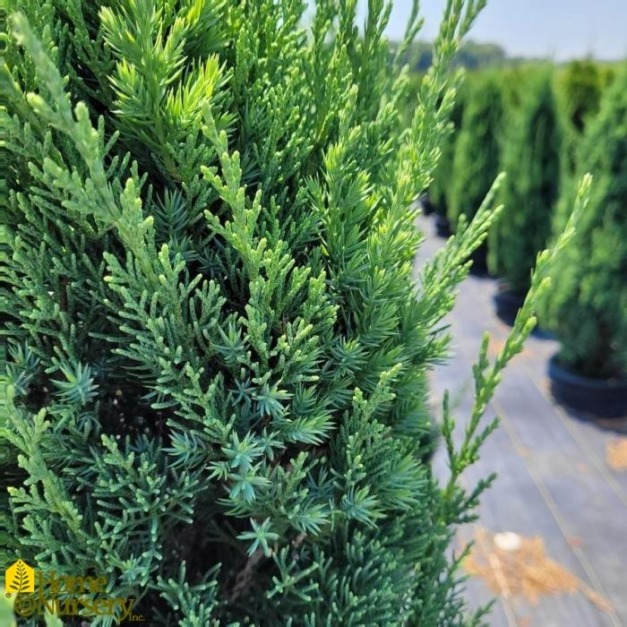Plant photo of: Juniperus chinensis 'Blue Point'