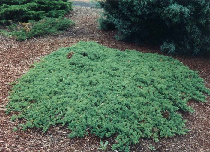 Juniperus chinensis 'Procumbens'