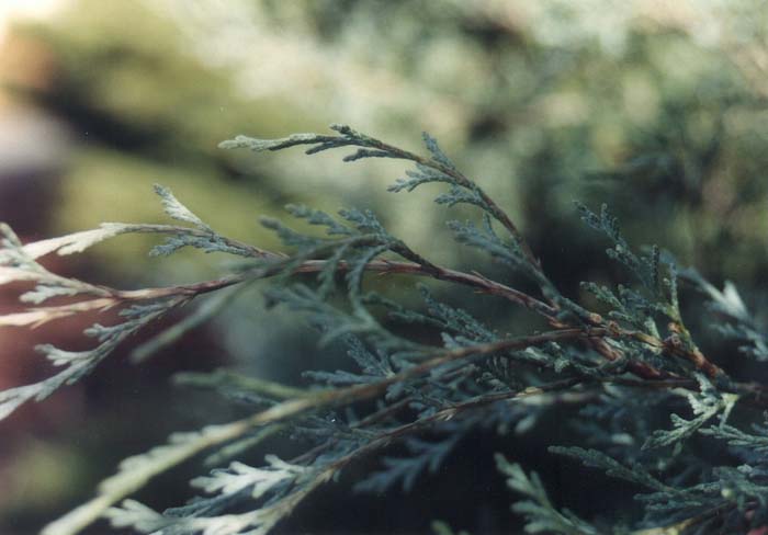 Plant photo of: Juniperus chinensis 'Procumbens'