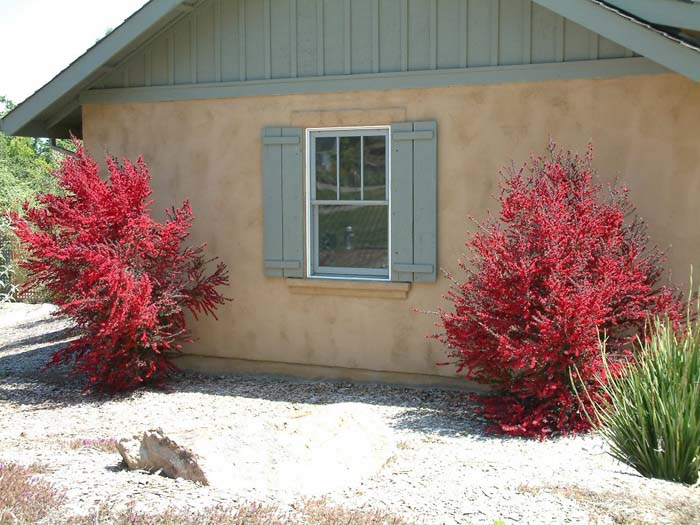 Plant photo of: Leptospermum scoparium 'Red Damask'