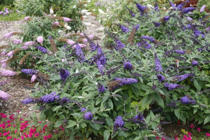 Buddleia 'Pugster Blue'