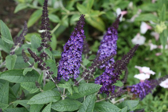 Plant photo of: Buddleia 'Pugster Blue'