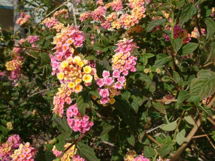 Lantana camera 'Carnival'