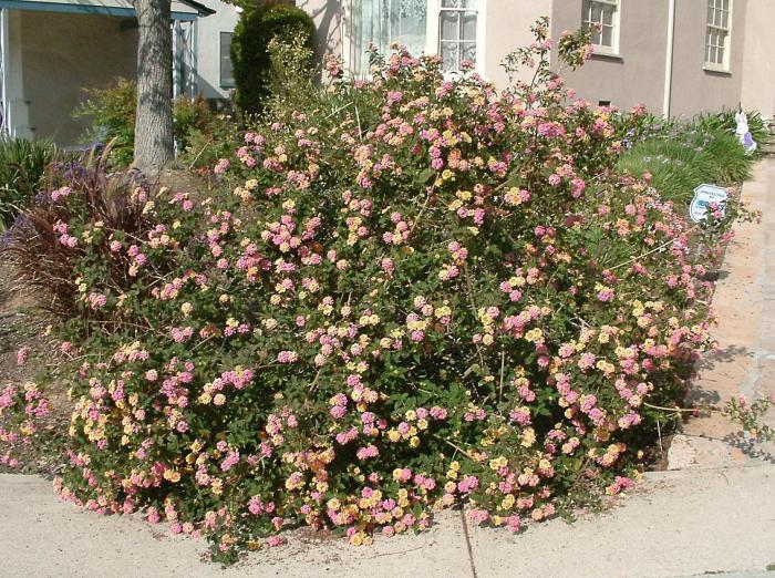 Plant photo of: Lantana camera 'Carnival'