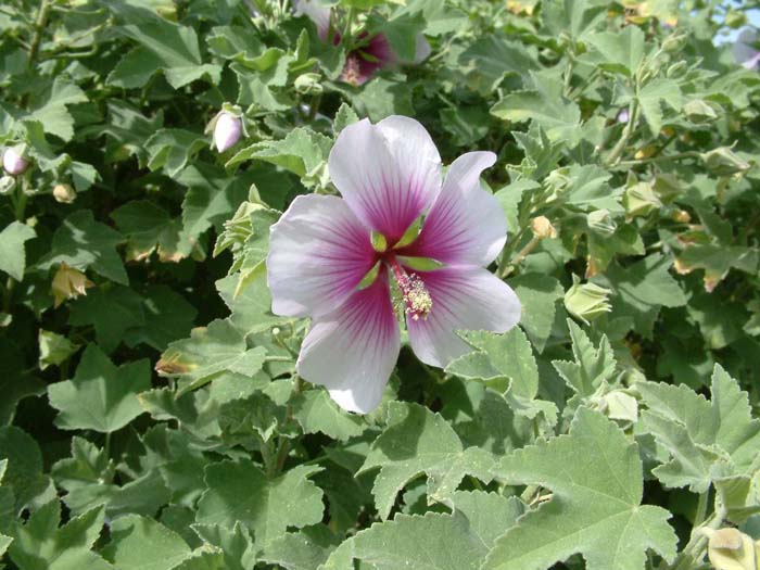 Lavatara bicolor