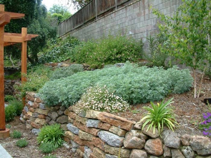 Plant photo of: Artemisia 'Powis Castle'