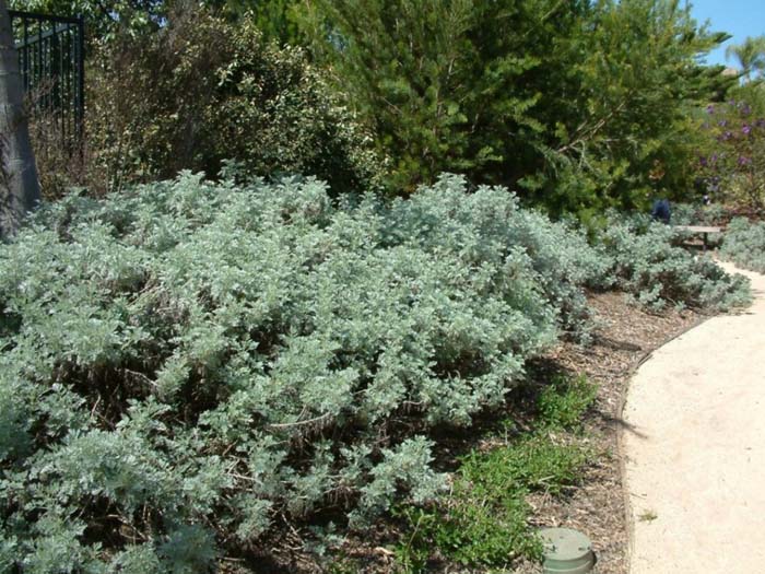 Artemisia arborescens