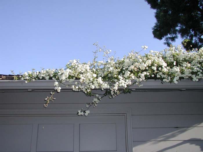 Rosa banksiae 'Alba Plena'