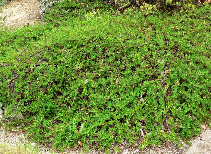 Ceanothus hearstiorum