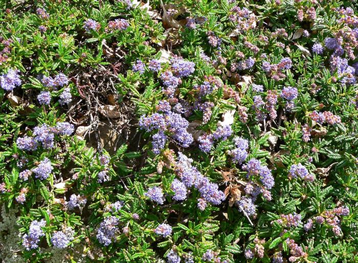 Plant photo of: Ceanothus hearstiorum
