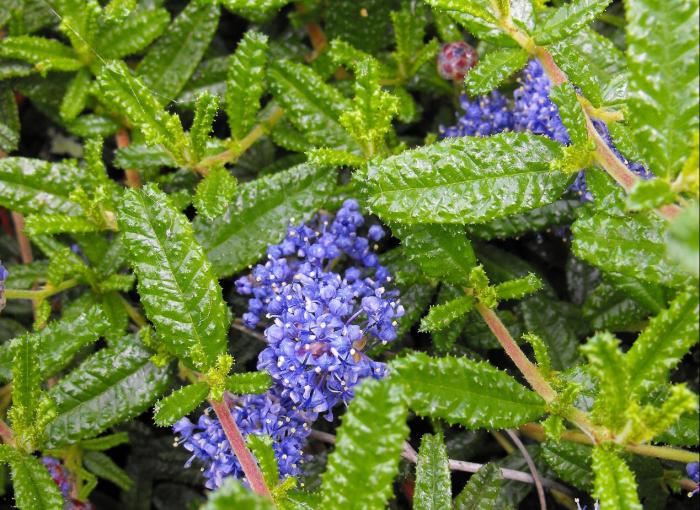 Plant photo of: Ceanothus hearstiorum