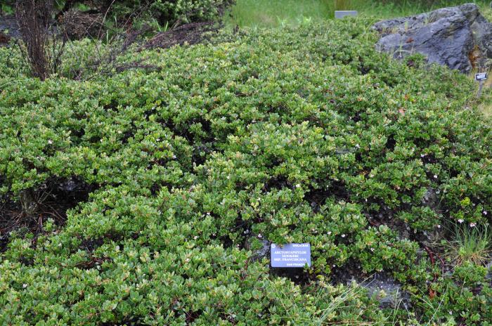 Arctostaphylos hookeri franciscana