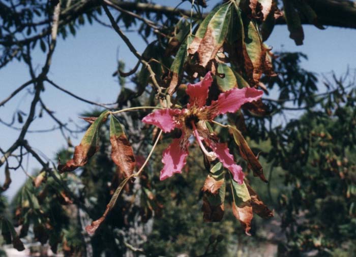 Plant photo of: Chorisia speciosa Majectic Beauty TM