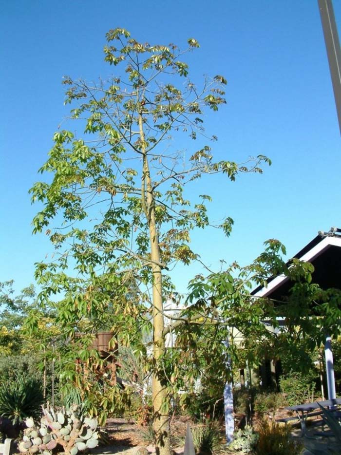 Plant photo of: Chorisia speciosa Majectic Beauty TM