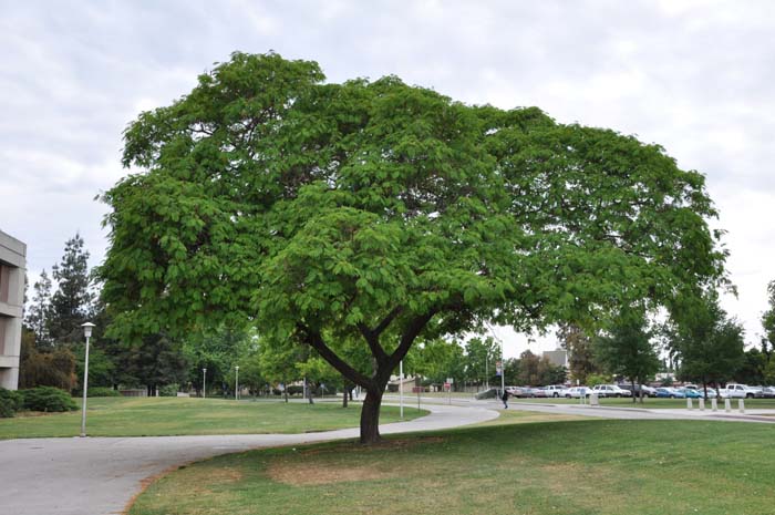 Albizia julibrissin