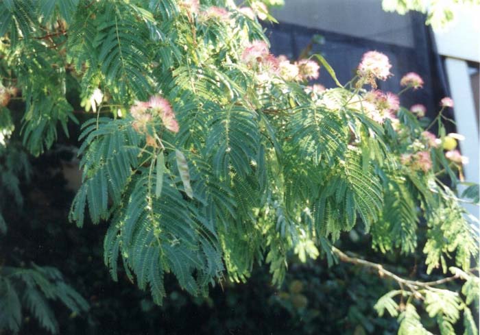 Plant photo of: Albizia julibrissin