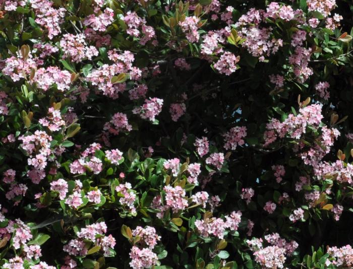 Rhaphiolepis 'Majestic Beauty'
